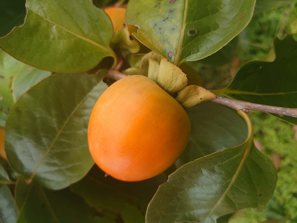 「市田柿」には、美と健康に関わる栄養がたっぷり