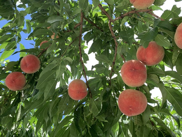 固い桃とやわらかい桃の見分け方