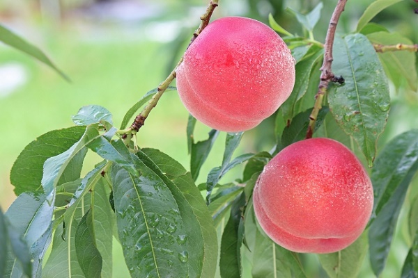 桃の収穫時期は早いもので5月から