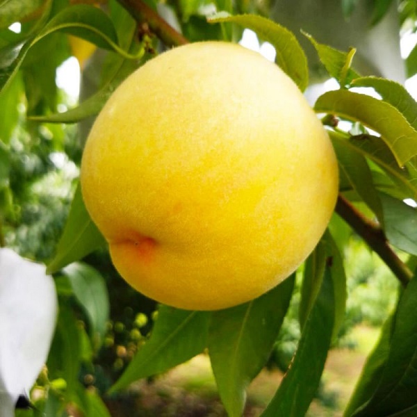 販売予定の桃は6種類。黄桃の種類は意外に多い