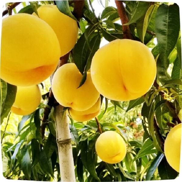 黄金桃の特徴
