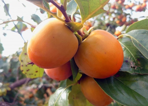 干し柿におすすめの品種一覧とそれぞれの特徴を紹介