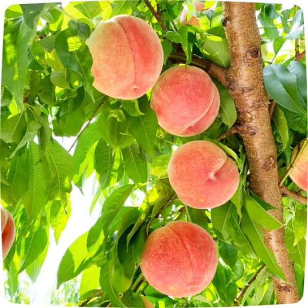 美味しい桃を見極めるコツは「色と形」