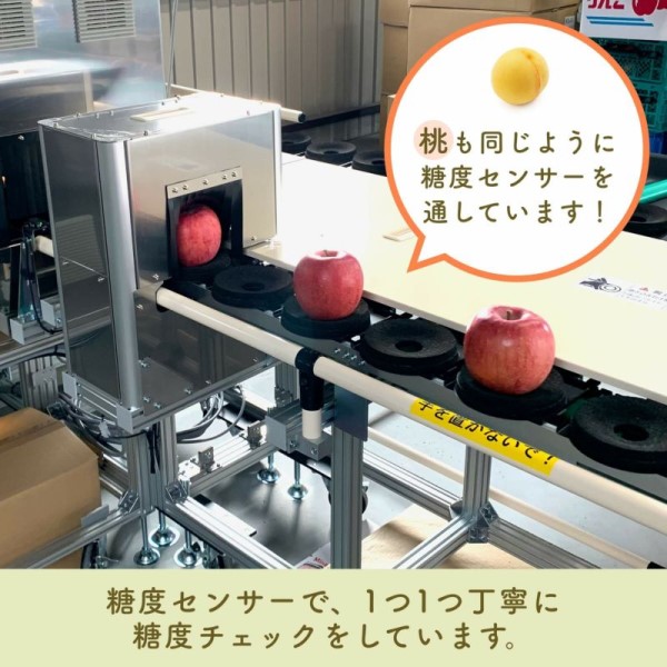 糖度の高い桃を買いたいなら「光センサーで検査済み」のものを選ぼう