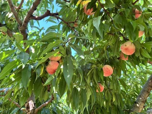 COCORO FARMで自分好みの桃を見つけよう！