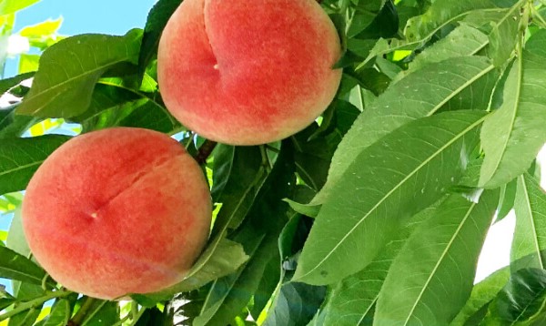 桃の季節がやって来る！人気の品種別に旬の時期を紹介！産地直送の美味しい桃を食べよう♪