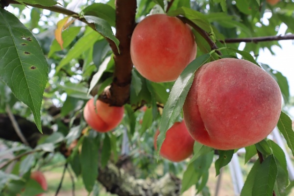 桃のおすすめ品種とそれぞれの旬の季節を紹介