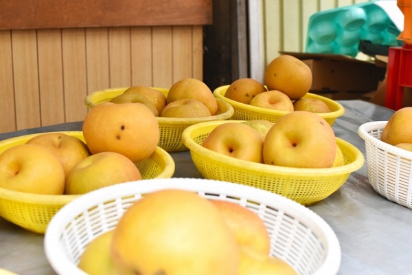 和梨の人気品種一覧