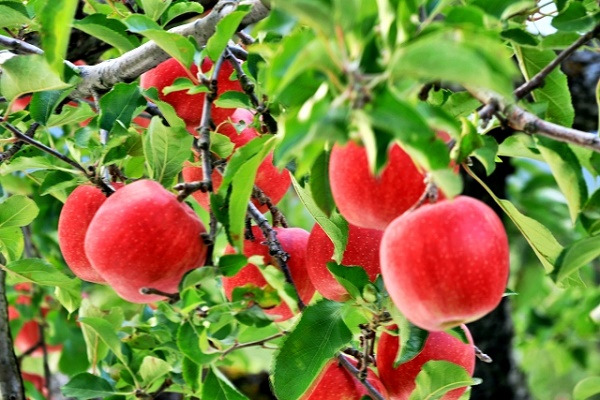 りんごの蜜は時間が経つと吸収されてしまう
