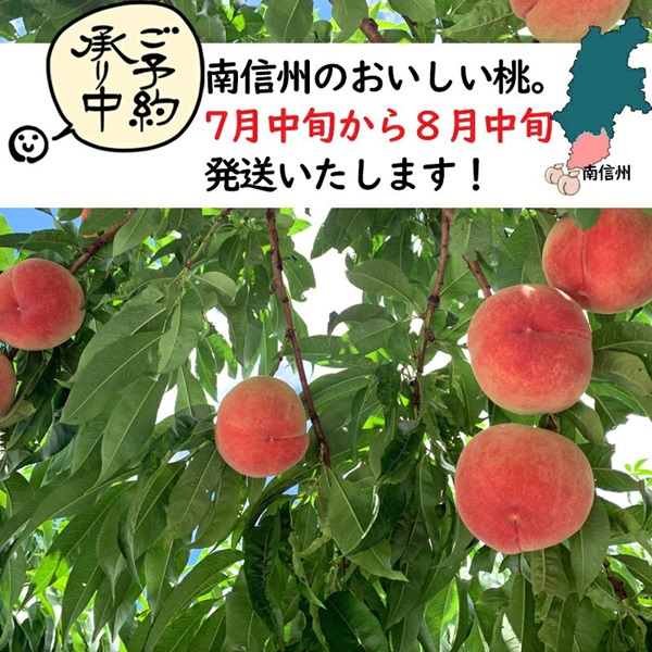 COCORO FARM通販でおすすめの朝採り桃「白鳳」「あかつき」は7月下旬から発送開始！