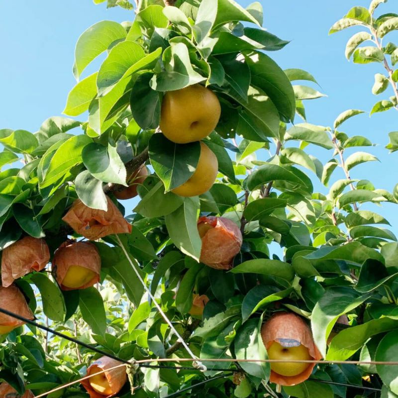 皮ごと食べられる梨ならCOCORO FARM