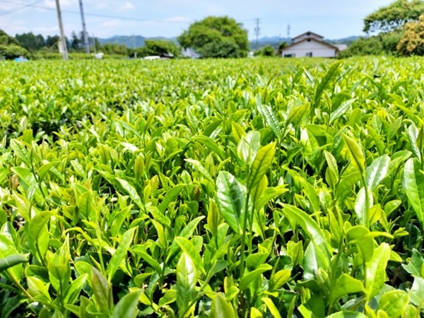 べにふうき茶の効果とは?