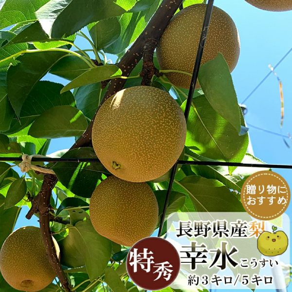 長野県産 梨 幸水 特秀 約3キロ 5キロ ギフト 贈答用
