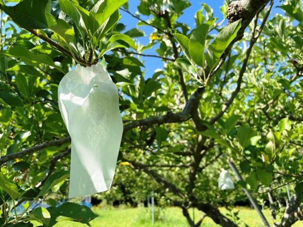 サンふじとふじの違いは栽培方法！