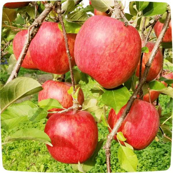 お菓子作りにも最適なりんごならCOCORO FARMの通販で