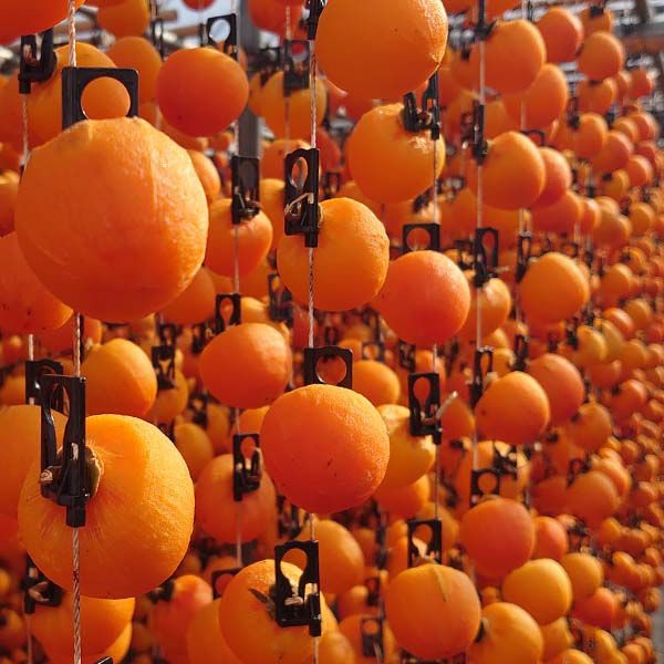 今時期しか食べられない！冬の風物詩「市田柿」