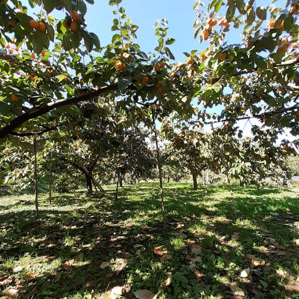 南信州の特産物「市田柿」