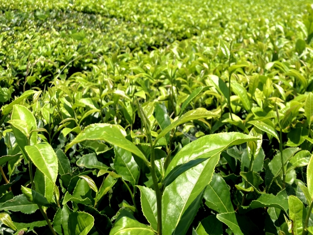 紅茶の種類は「産地」と「飲み方」で覚えるとわかりやすい