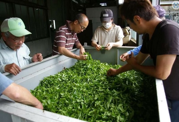 飲みやすい！紅茶初心者におすすめの「有機テアフラビン和紅茶」