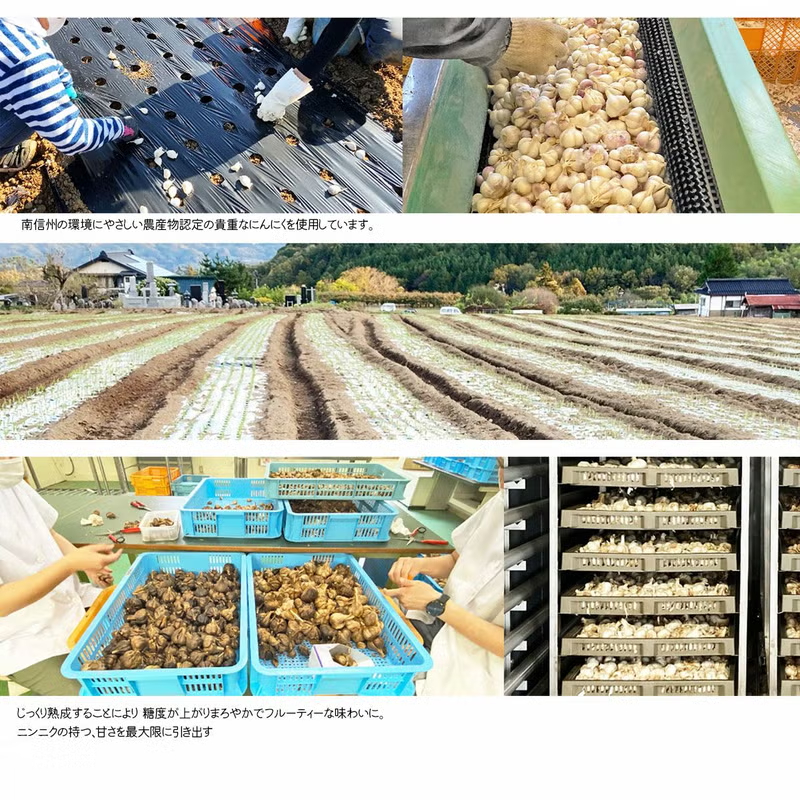 フルーティで食べやすい！長野県産黒にんにく「黒果日和 くろかひより」