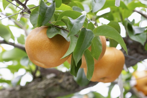 梨を皮ごと楽しもう