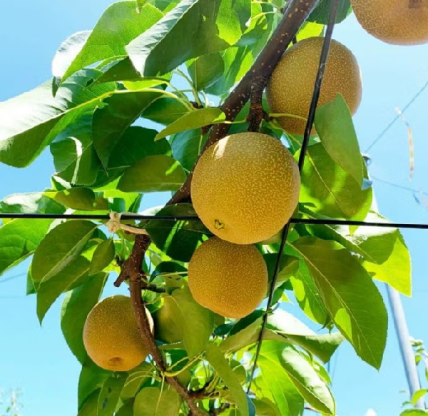 毎年大人気！COCORO FARMの梨を通販で販売