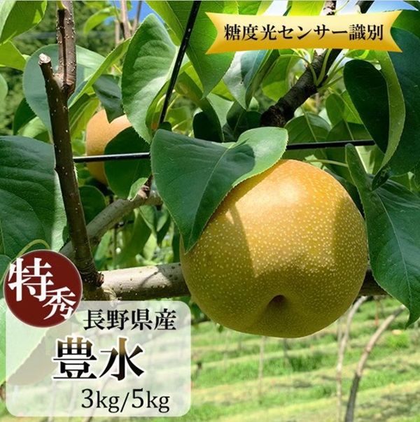 豊水 特秀 ギフト 贈答用 約3キロ（7-12玉）約5キロ（12-16玉）