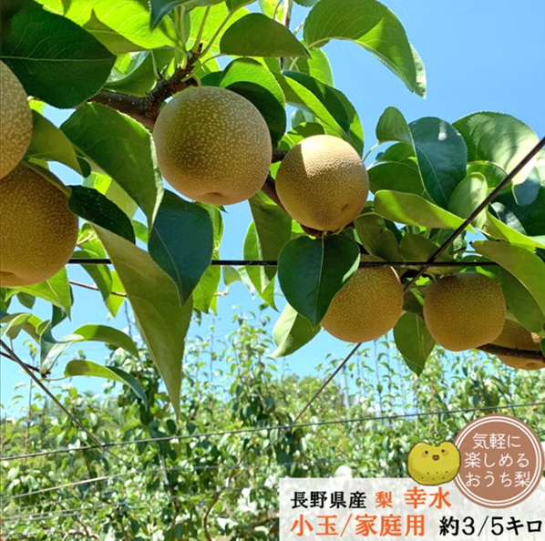 長野県産 梨 幸水 小玉 家庭用 3キロ（6-11玉）/5キロ（10-18玉）