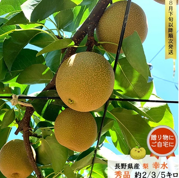 長野県産 梨 幸水 贈答用 秀品 2キロ（4-7玉）/ 3キロ（6-9玉） /5キロ（10-16玉）