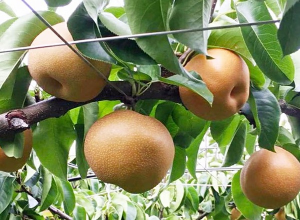 離乳食はもちろん両親のおやつとしてもおすすめのCOCORO FARMの梨