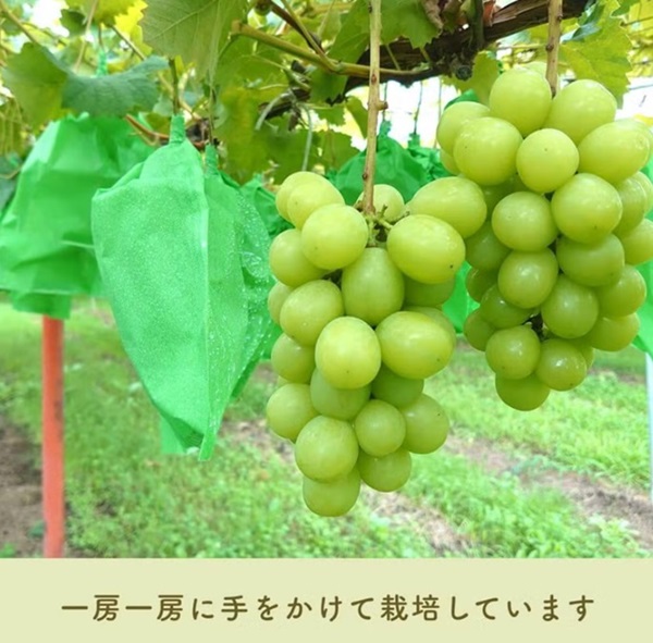皮ごとパクパク♪食べる手が止まらない！COCORO FARMのシャインマスカット