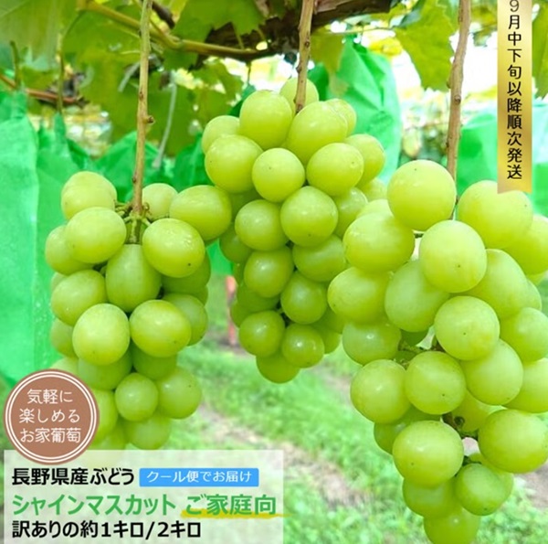 信州産 ぶどう シャインマスカット ご家庭向け 1キロ(2-3房) / 2キロ(3-4房)