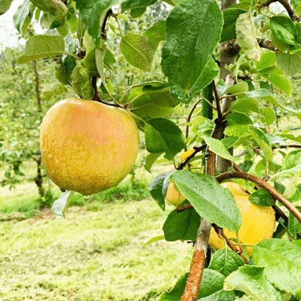 ぐんま名月のお取り寄せならCOCORO FARMで